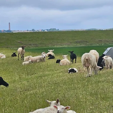Friesenkate Steuerbord *