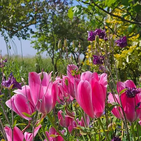 Friesenkate Steuerbord 別荘 *